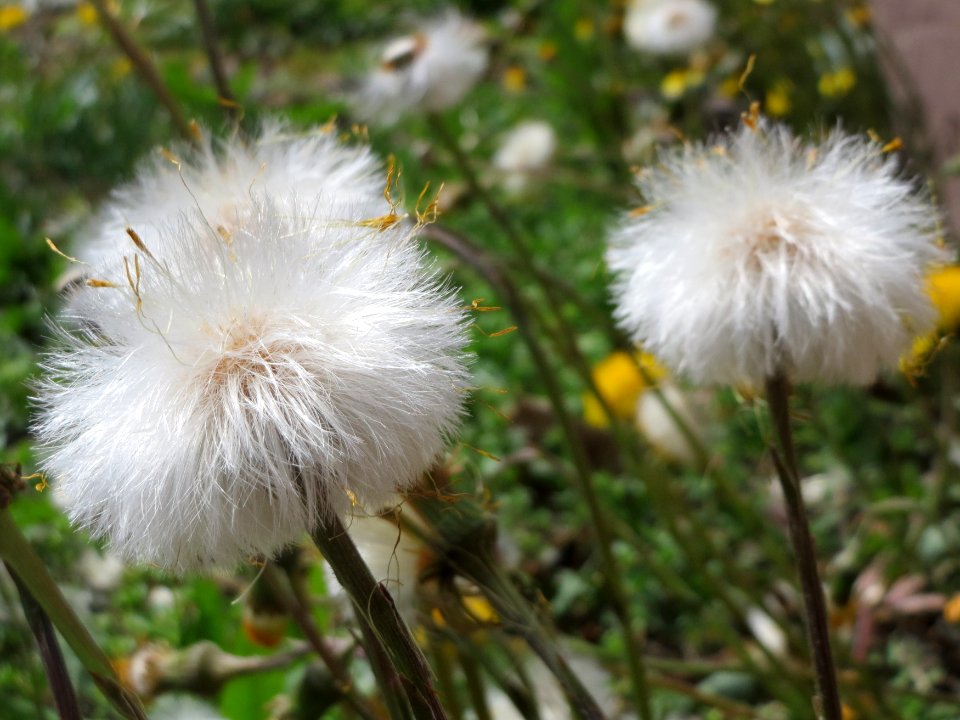 20150410Tussilago_farfara4