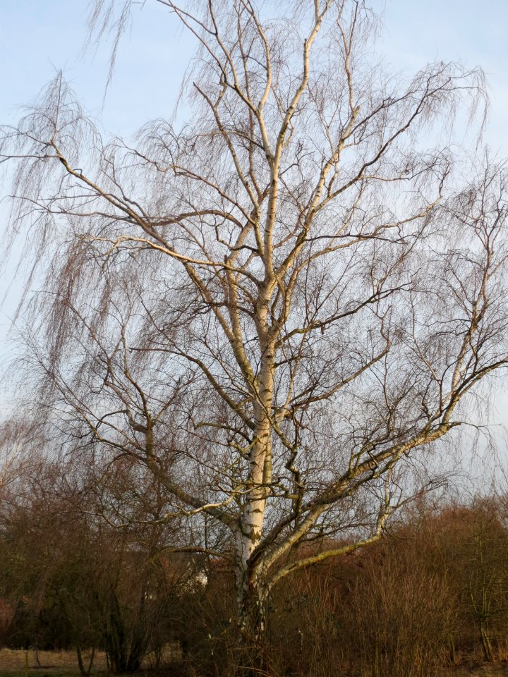 20150224Betula_pendula2