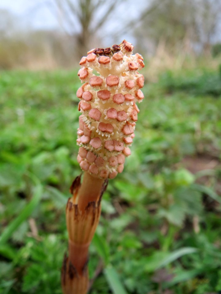 20150411Equisetum_arvense