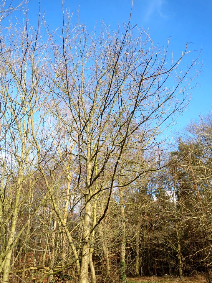 20150225Acer_pseudoplatanus1