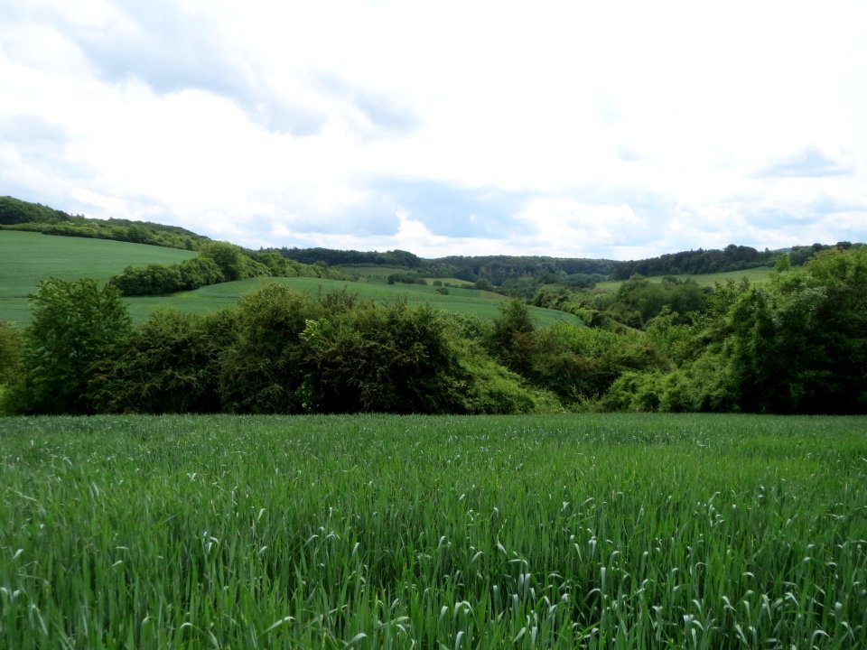 20150531Morchestal