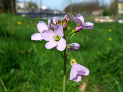 20150412Cardamine_pratensis1
