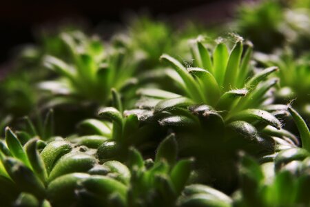 Nature plant botanical