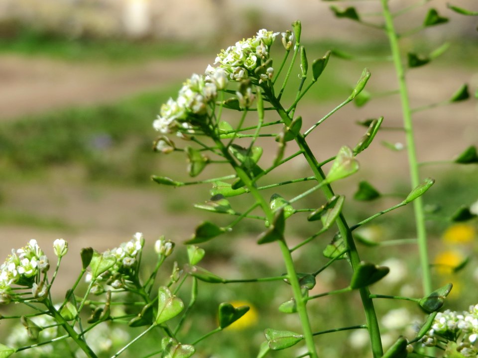 20150412Capsella_bursa-pastoris1