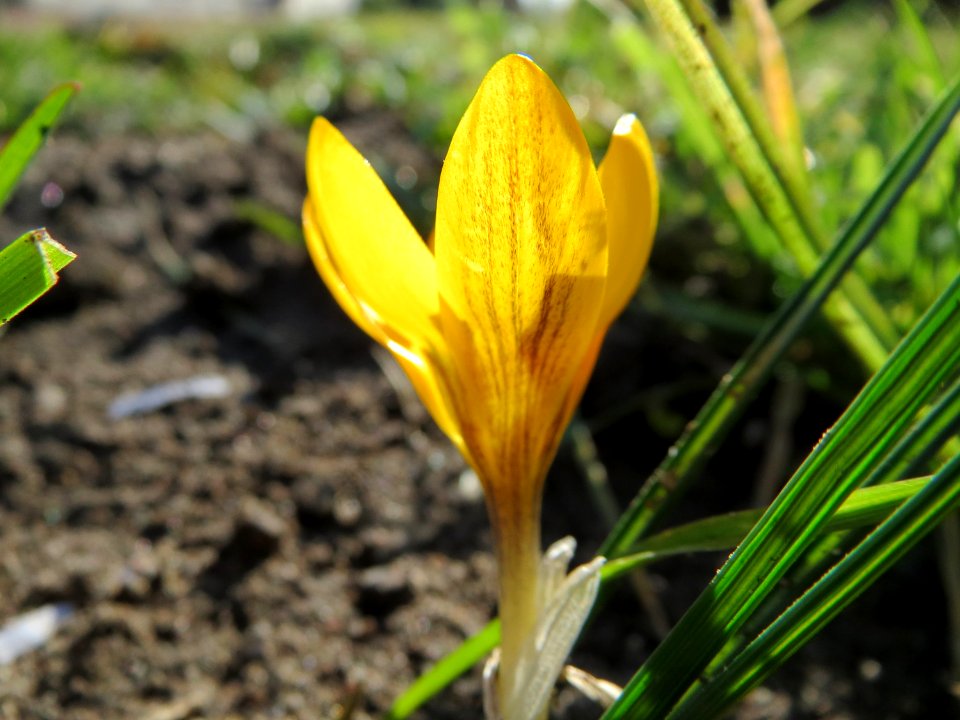 20150226Crocus_chrysanthus5