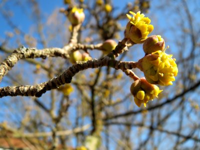 20150226Cornus_mas2
