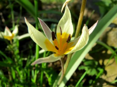 20150410Tulipa_turkestanica4