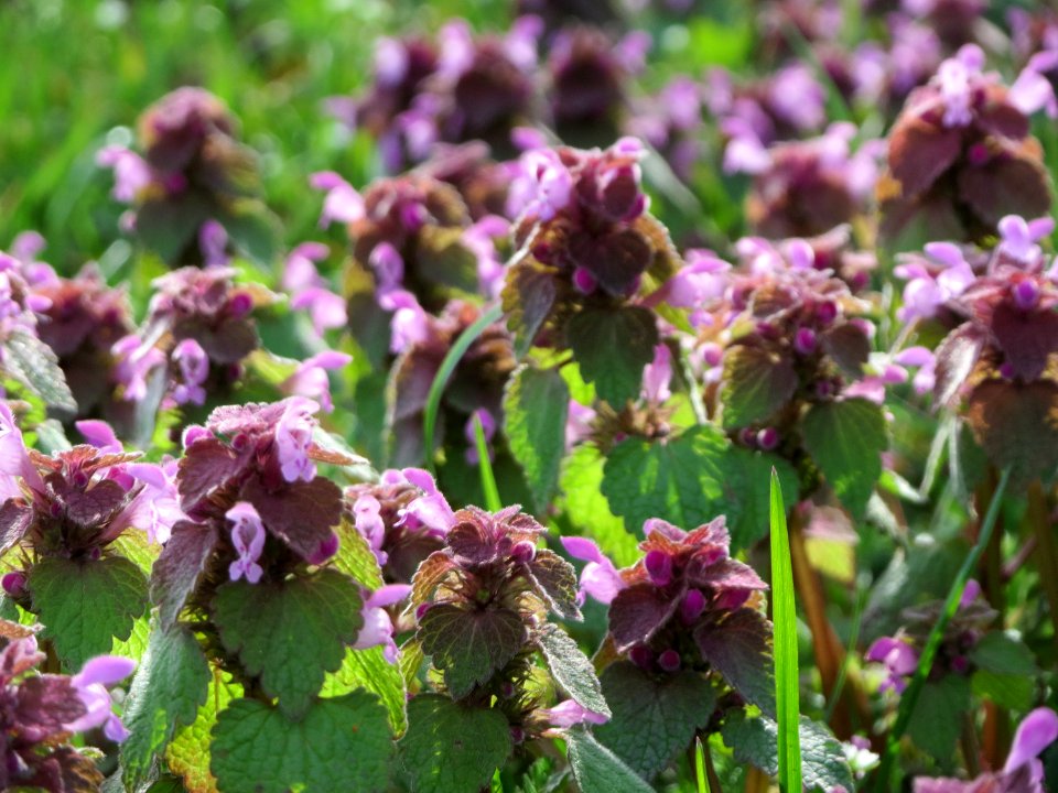20150410Lamium_purpureum1