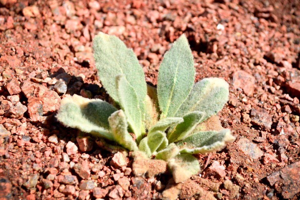 Green natural leaf