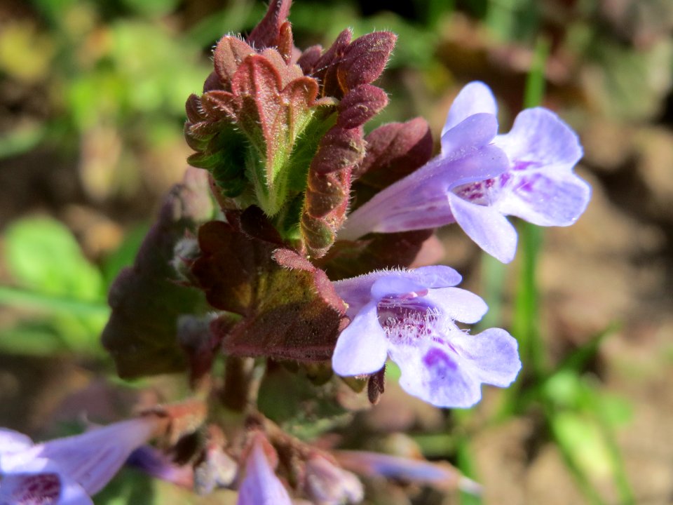 20150410Glechoma_hederacea2