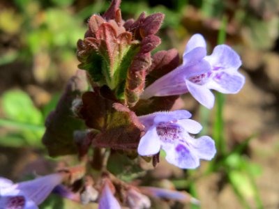 20150410Glechoma_hederacea2