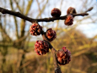 20150225Ulmus_minor7