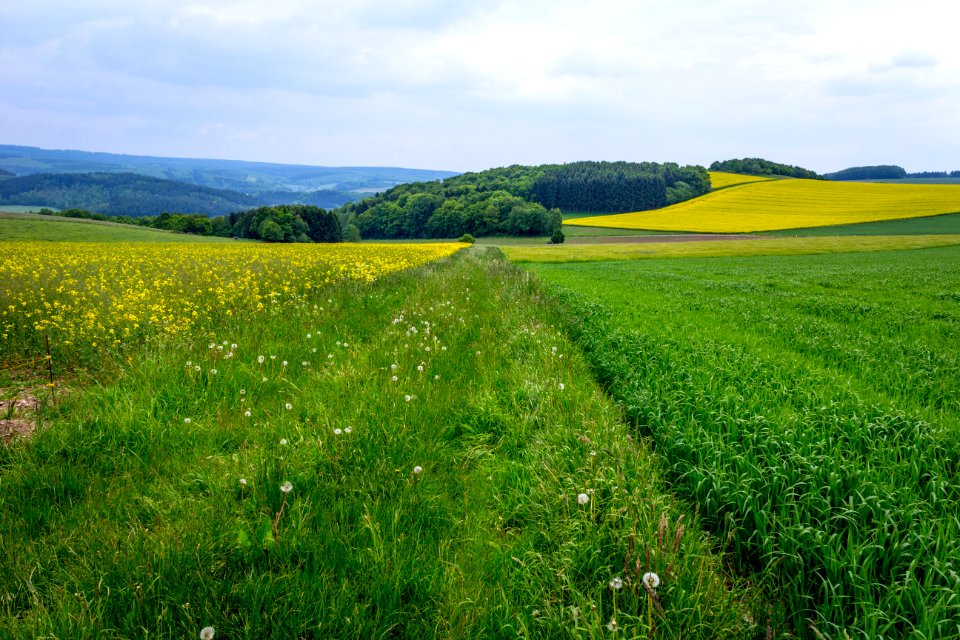 20150523_Naturpark_Saar-Hunsrück_Zerf_Heltern_Felder_und_Wälder_IMG_4523_by_sebaso