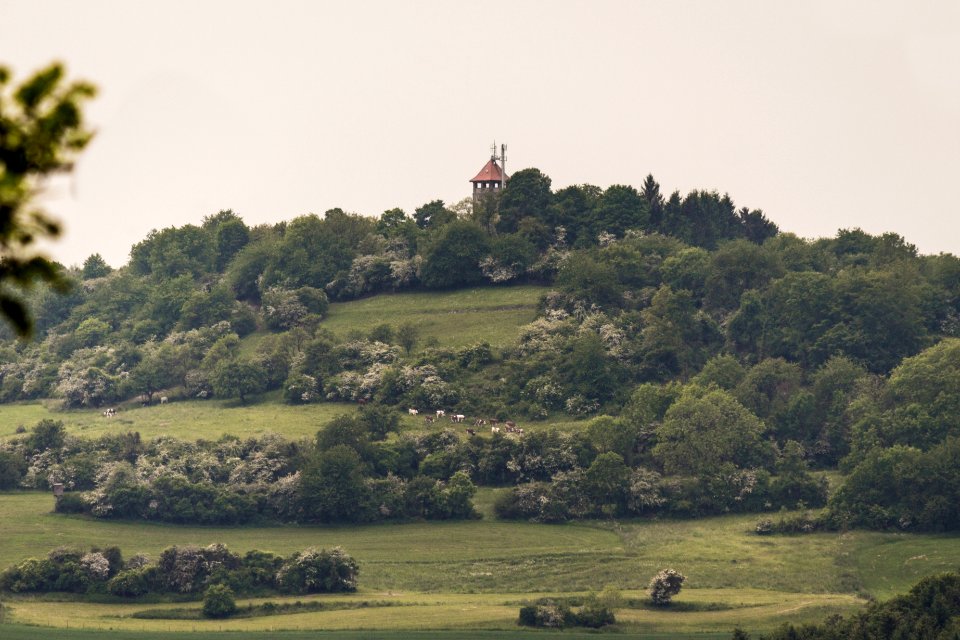 20150523_Kuhherde_bei_Saarburg_IMG_4620_by_sebaso