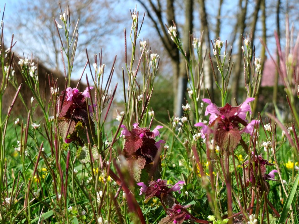 20150410Lamium_purpureum4