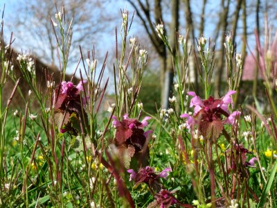 20150410Lamium_purpureum4