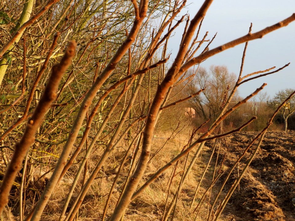 20150224Rhus_typhina1