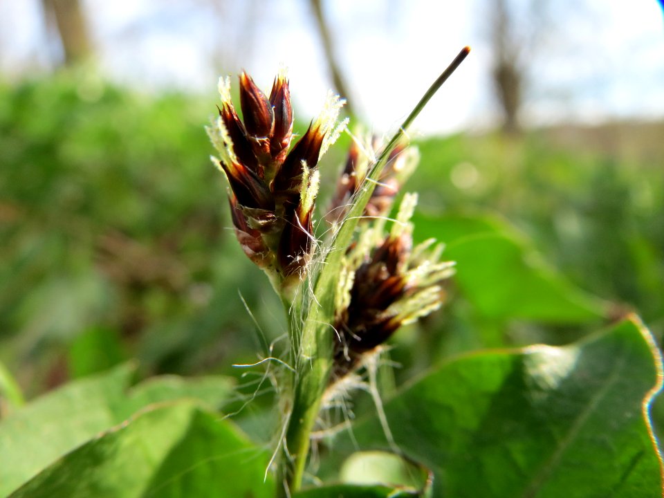 20150410Luzula_campestris1