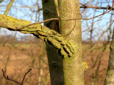 20150225Ulmus_minor4