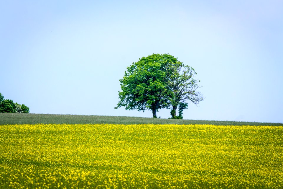 20150523_Naturpark_Saar-Hunsrück_Zerf_Heltern_Feld_Baum_IMG_4535_by_sebaso