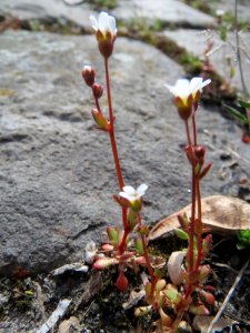 20150410Saxifraga_tridactylites6