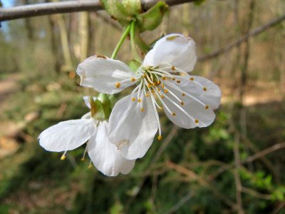 20150412Prunus_avium