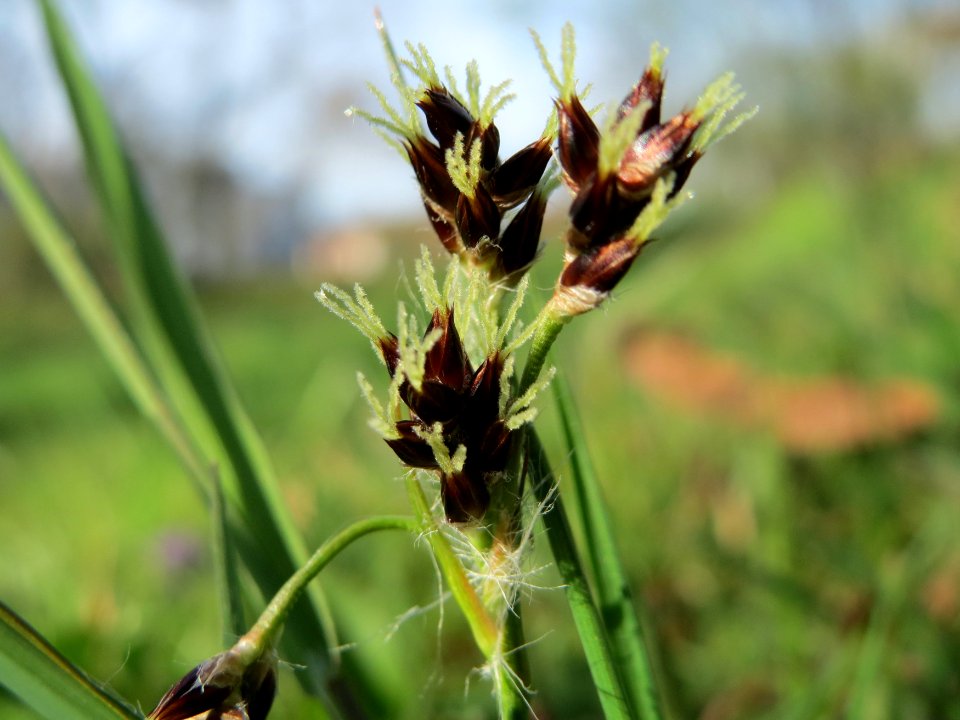 20150410Luzula_campestris2