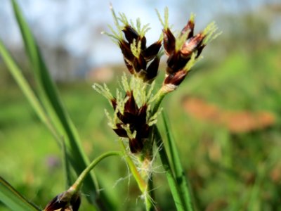 20150410Luzula_campestris2