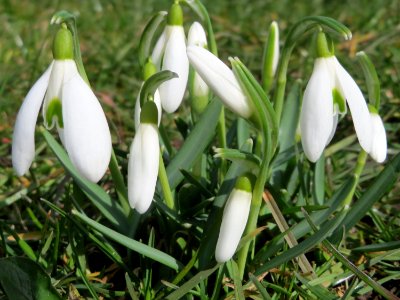 20150305Galanthus_nivalis2