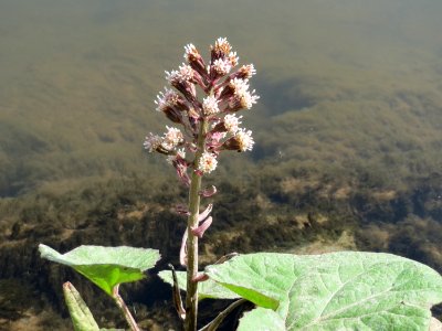 20150412Petasites_hybridus