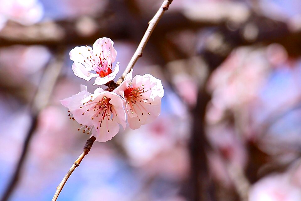 Flower plant nature