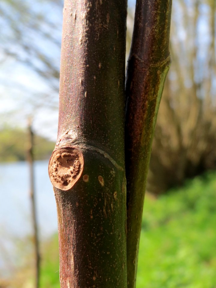 20150414Ficus_carica3