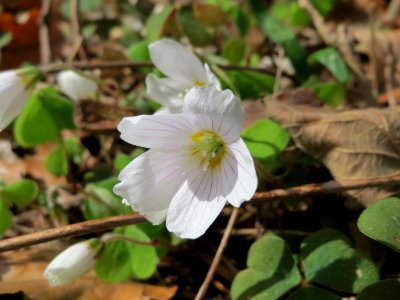 20150412Oxalis_acetosella5