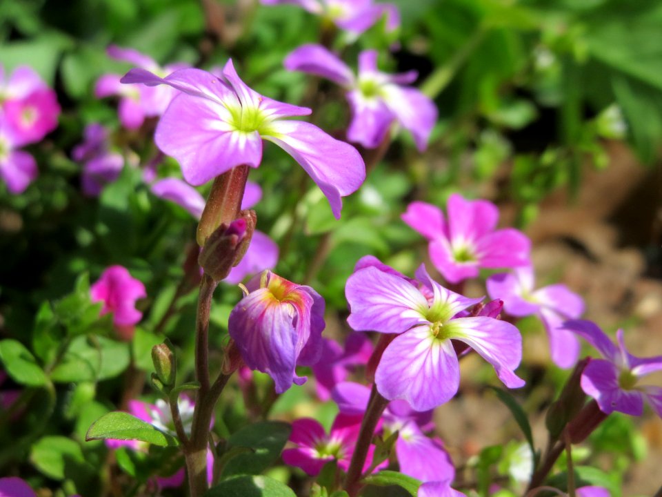 20150414Erysimum_cheiri2