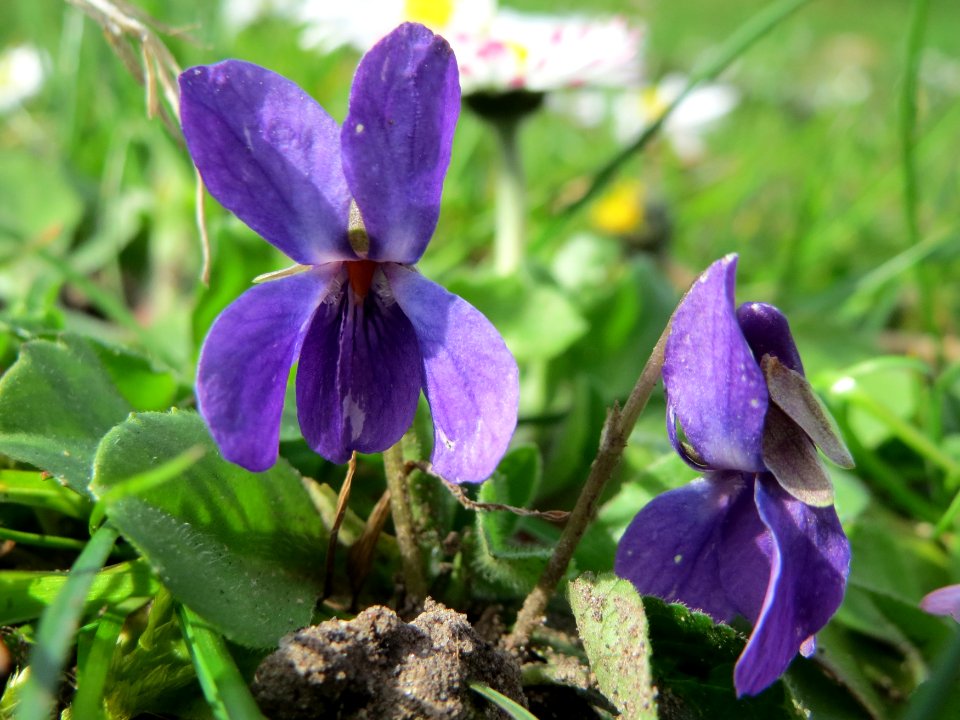 20150410Viola_odorata1