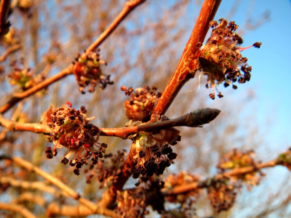 20150312Ulmus_minor1