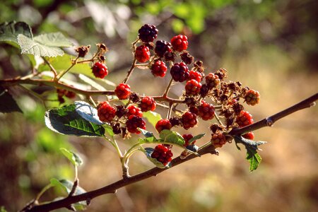 Red shrub autumn