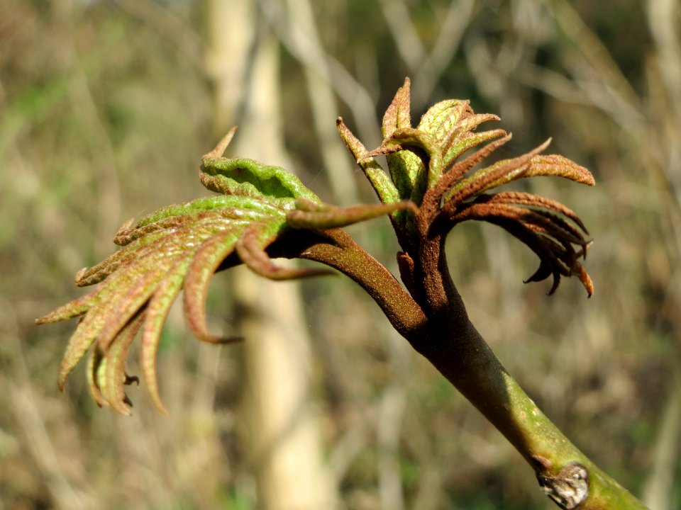 20150412Pterocarya_fraxinifolia1