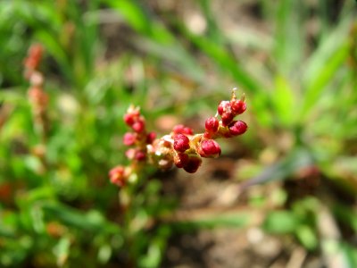20150412Rumex_acetosella2