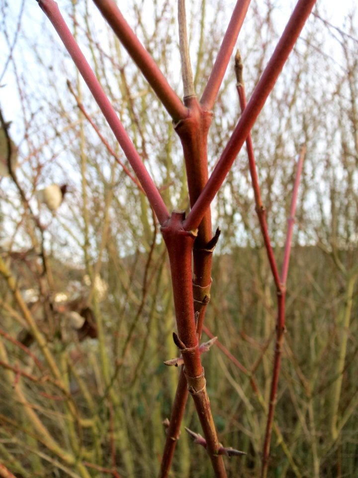 20150306Cornus_sanguinea