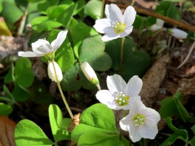 20150412Oxalis_acetosella1