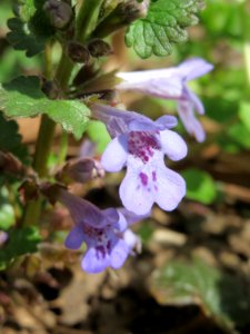 20150412Glechoma_hederacea