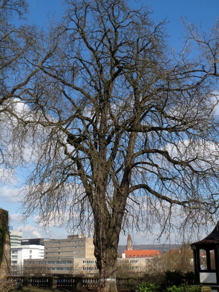 20150306Aesculus_hippocastanum
