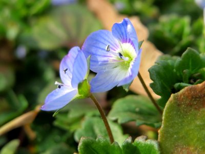 20150307Veronica_persica2