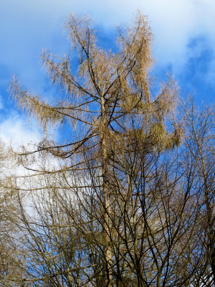 20150305Larix_decidua