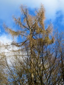 20150305Larix_decidua