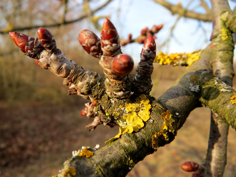 20150307Prunus_sect_Cerasus