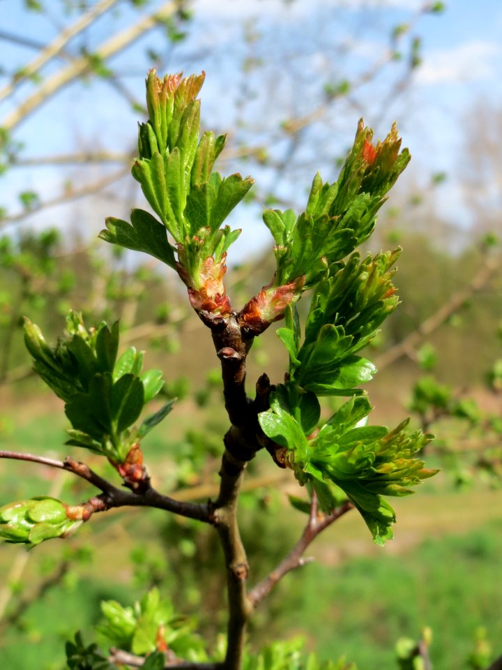 20150412Crataegus_monogyna2