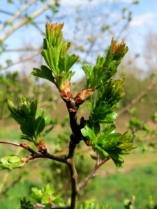 20150412Crataegus_monogyna2