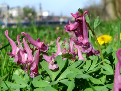 20150412Corydalis_solida1